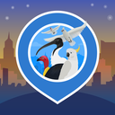 Big City Birds