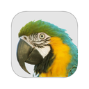 Nest Innovative Macaw